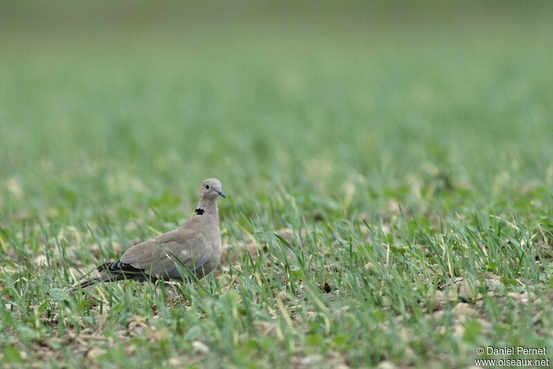 Eurasian Collared Doveadult, identification