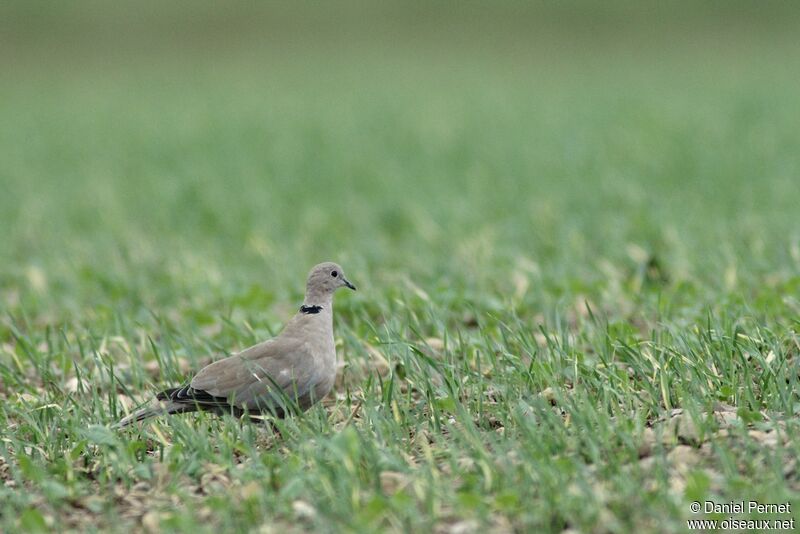 Eurasian Collared Doveadult, identification