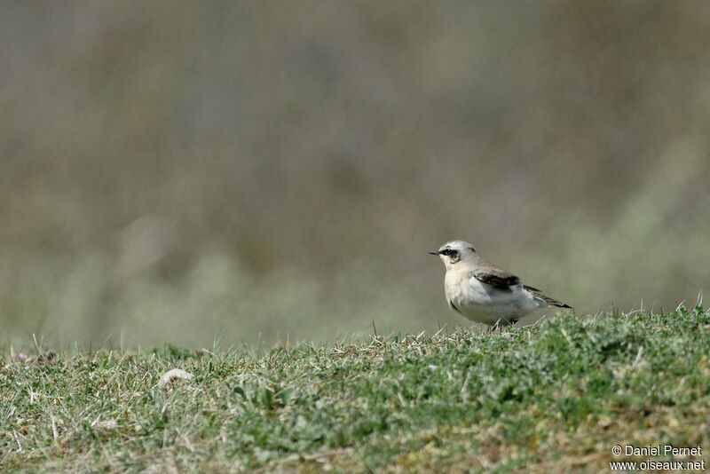 Northern Wheatear male adult, identification