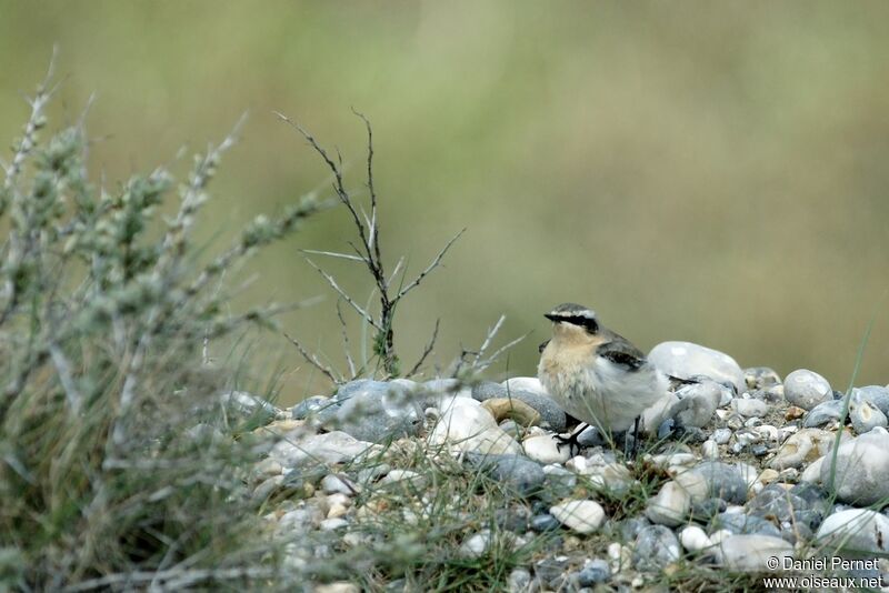 Northern Wheatear male adult, identification