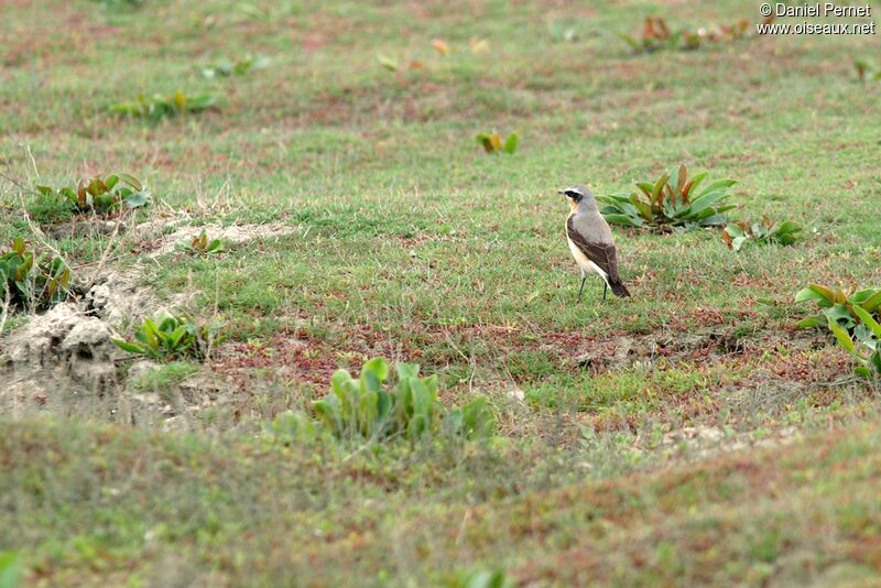 Northern Wheatear male adult, identification