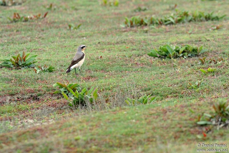 Traquet motteux mâle adulte, identification