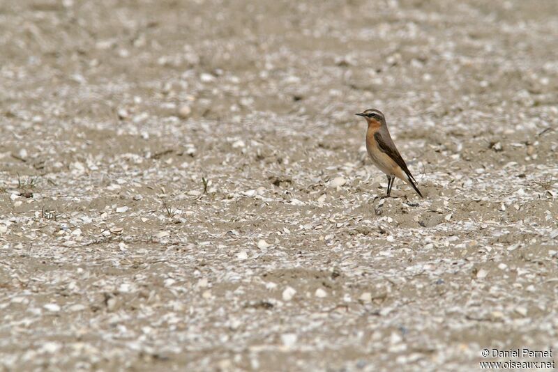 Northern Wheatear male adult, identification