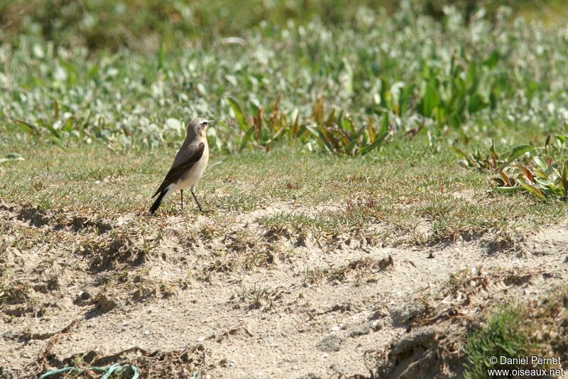 Northern Wheatear male adult, identification