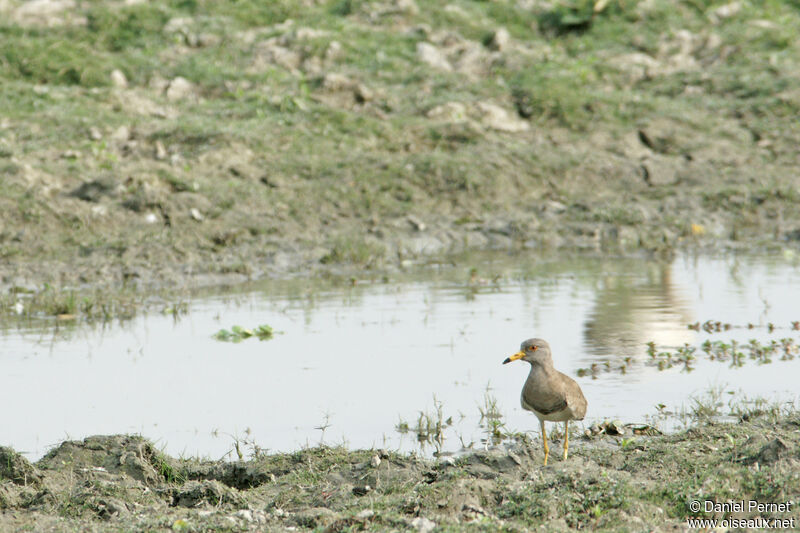 Vanneau à tête griseadulte, identification, habitat, marche