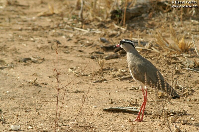 Vanneau couronnéadulte, identification