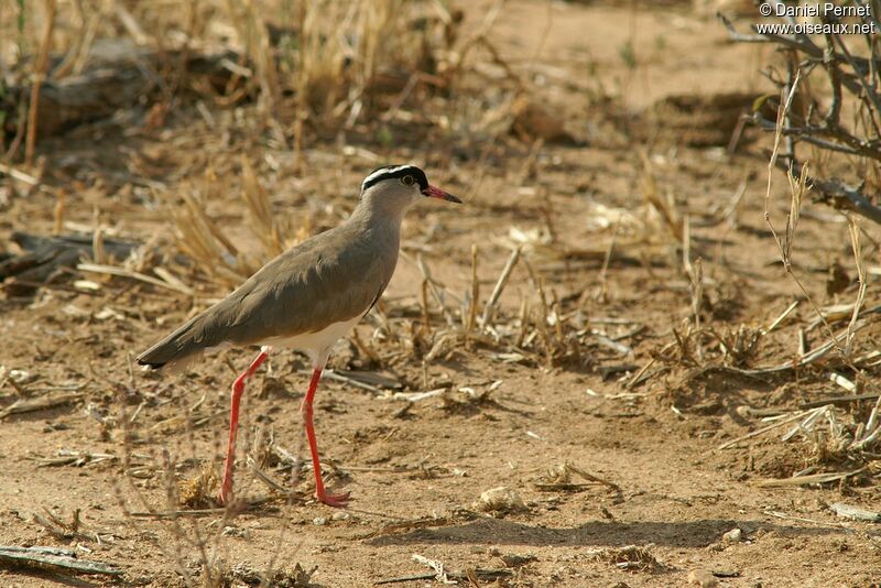 Vanneau couronnéadulte, identification