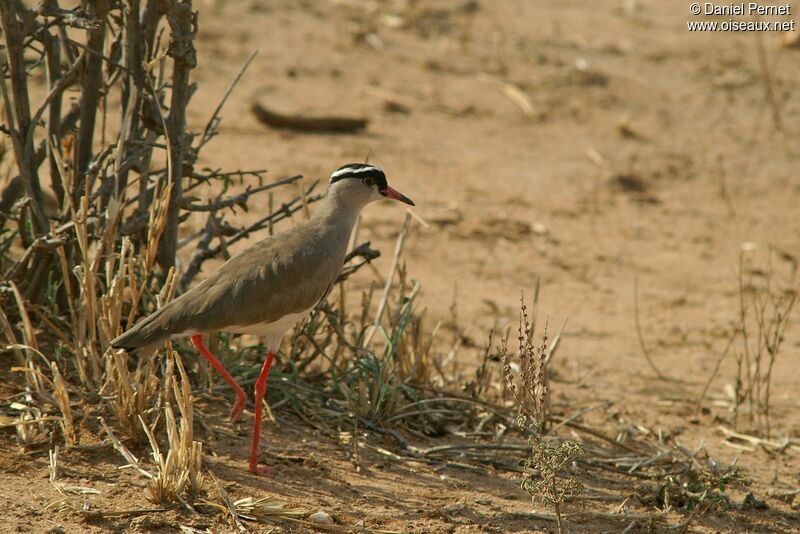 Vanneau couronnéadulte, identification