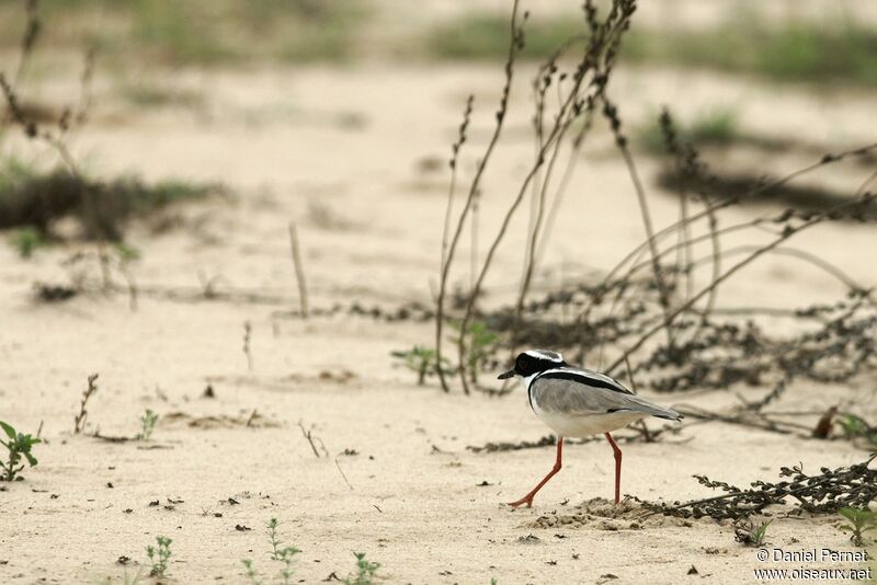 Pied Ploveradult, identification, Behaviour