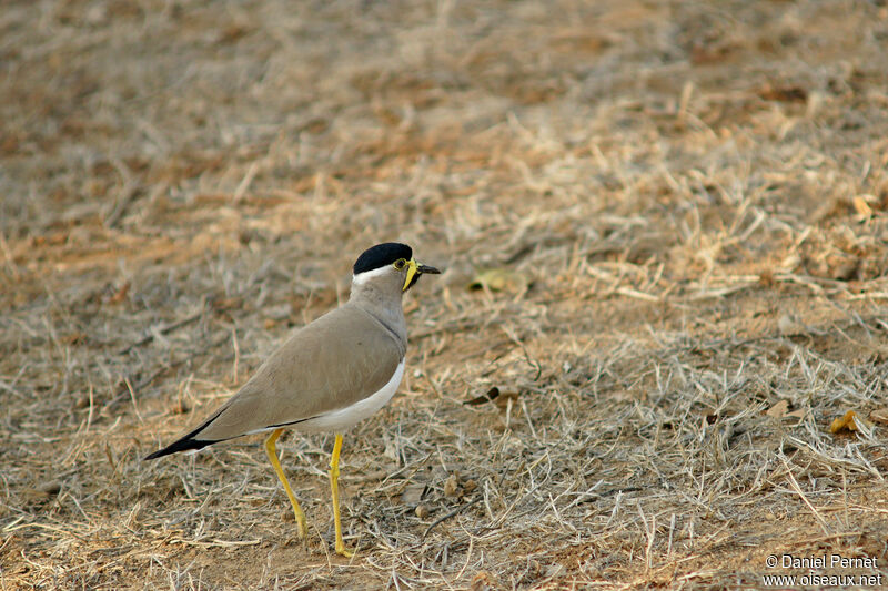 Yellow-wattled Lapwing, walking