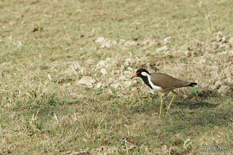 Red-wattled Lapwingadult, walking