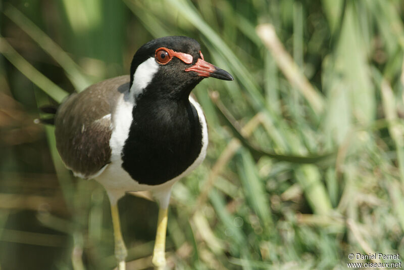 Red-wattled Lapwingadult, close-up portrait