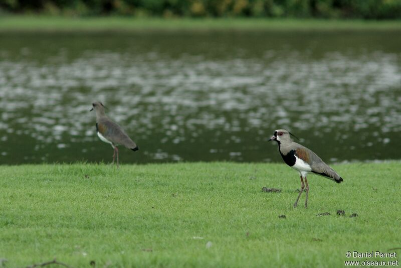 Southern Lapwing, identification