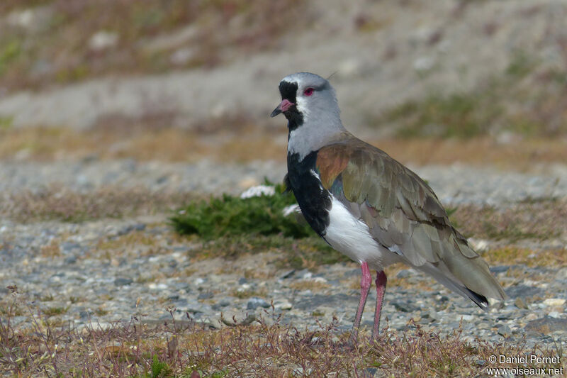 Southern Lapwingadult, walking