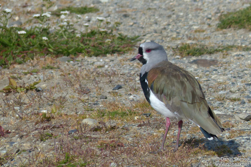 Southern Lapwingadult, walking