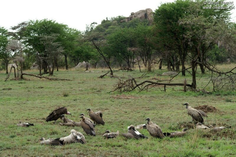 White-backed Vultureadult