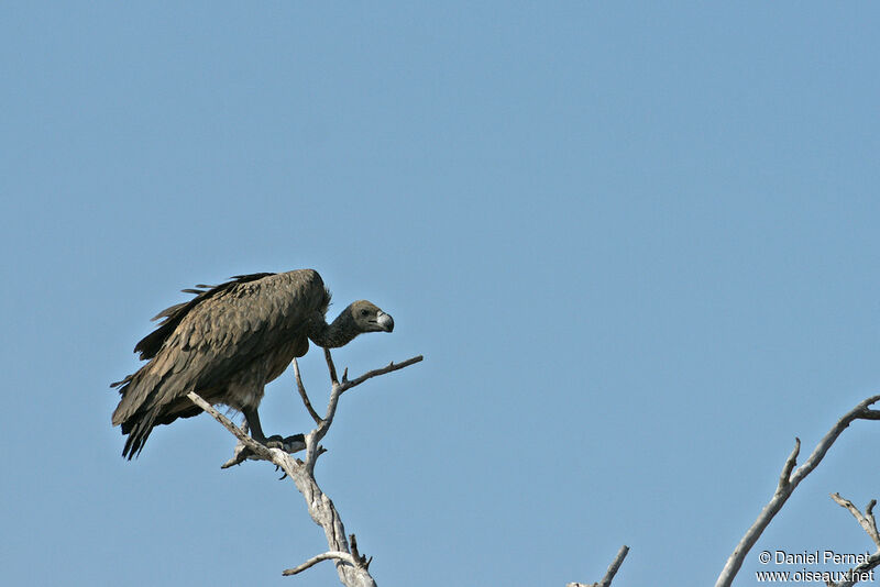 Vautour africainadulte, identification