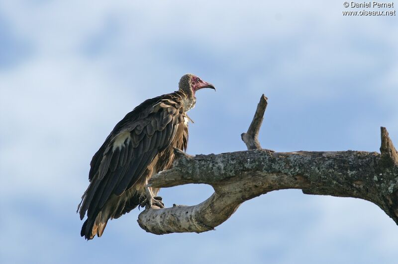 Vautour charognardadulte, identification