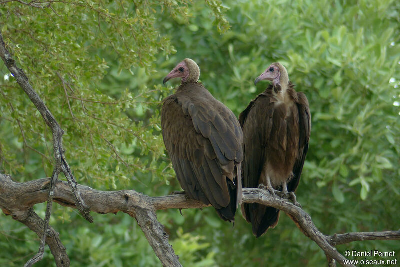 Vautour charognardadulte, identification