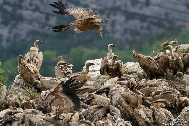 Griffon Vultureadult, identification, feeding habits, Behaviour