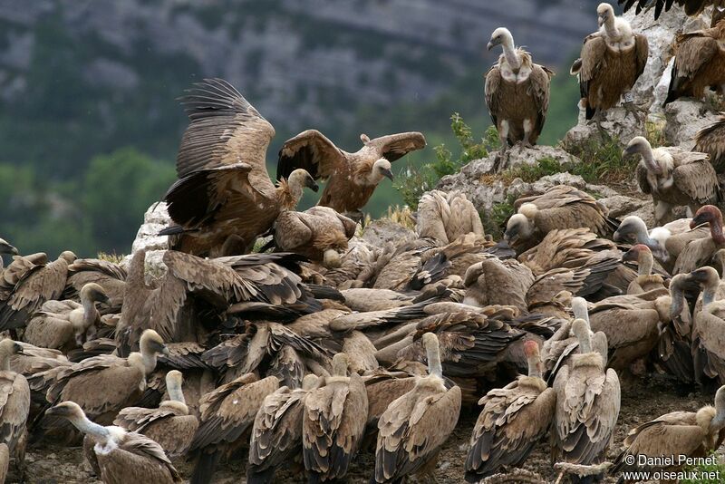 Griffon Vultureadult, identification, feeding habits, Behaviour