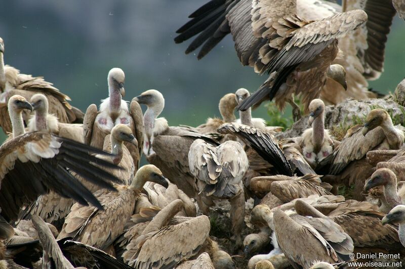 Griffon Vultureadult, identification, feeding habits, Behaviour