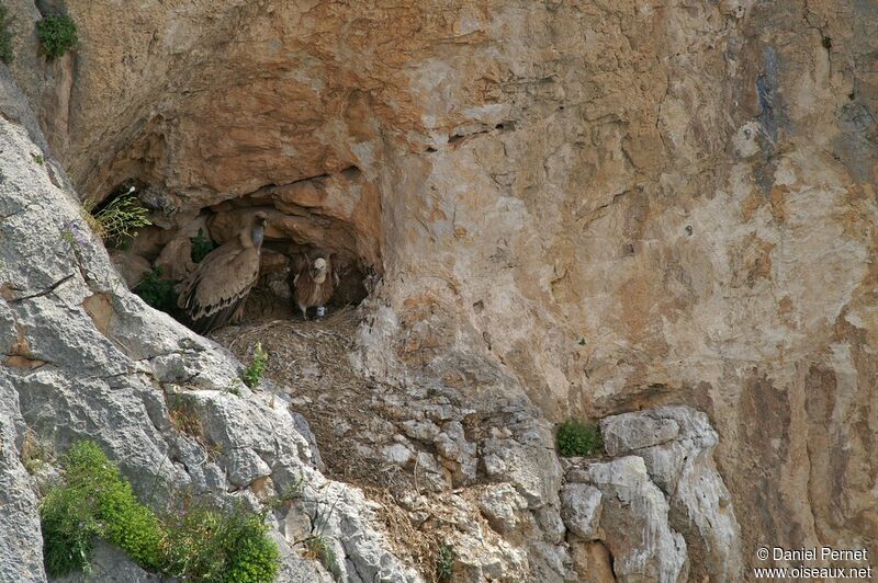 Griffon Vultureimmature, identification, Reproduction-nesting