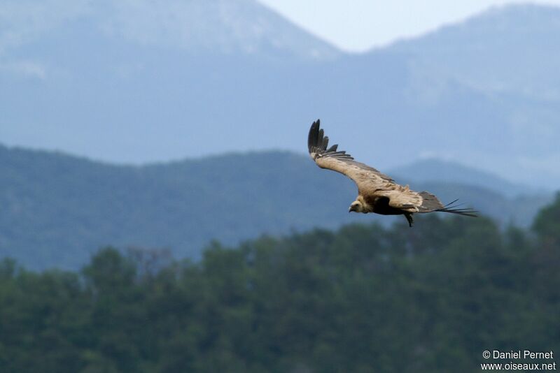 Griffon Vultureadult, Flight