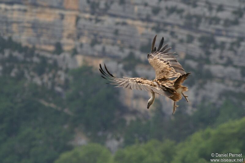 Griffon Vultureadult, Flight