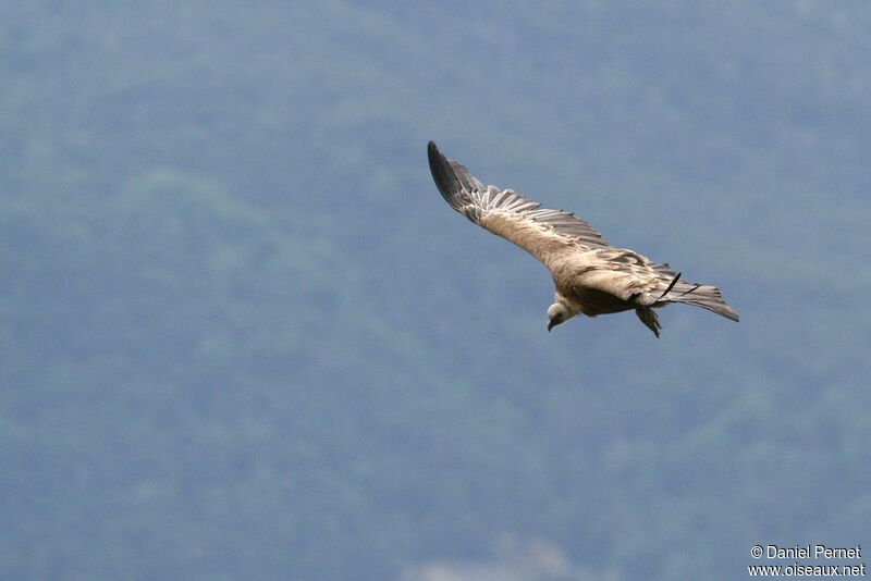 Griffon Vultureadult, Flight