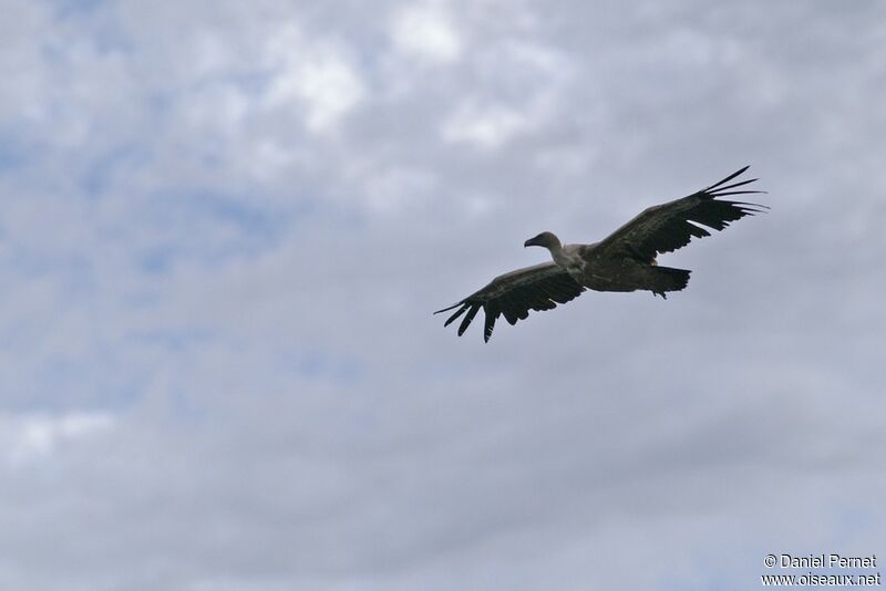 Griffon Vultureadult, Flight