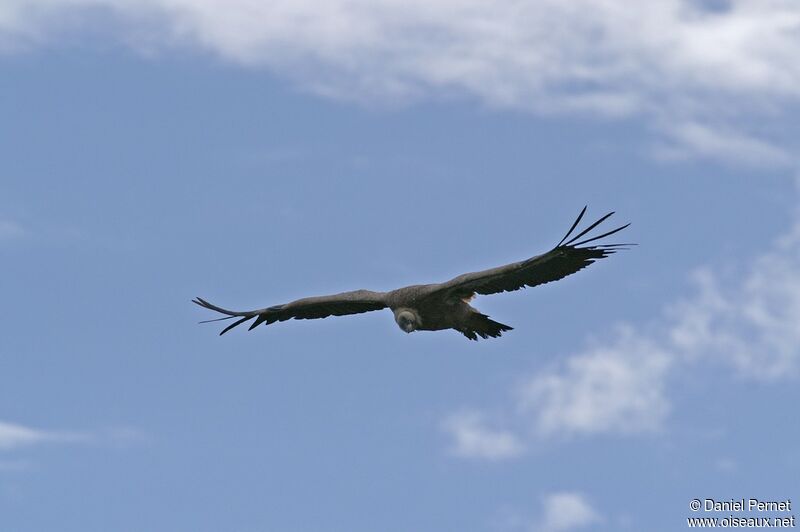 Griffon Vultureadult, Flight