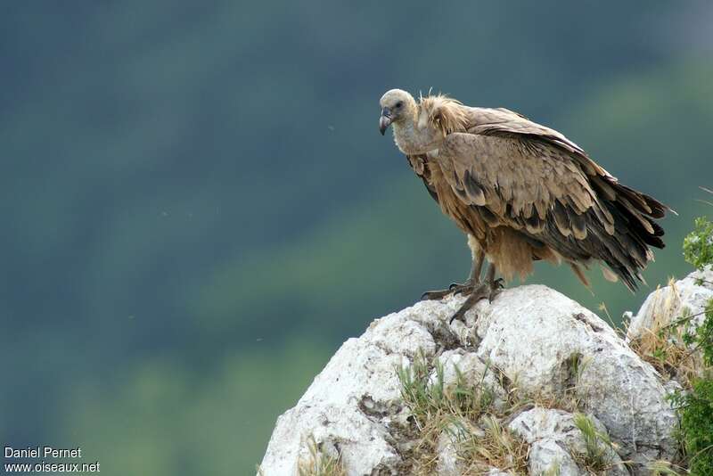 Griffon Vultureadult, identification