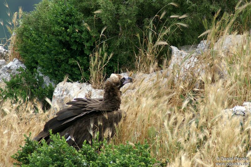 Cinereous Vultureadult, identification