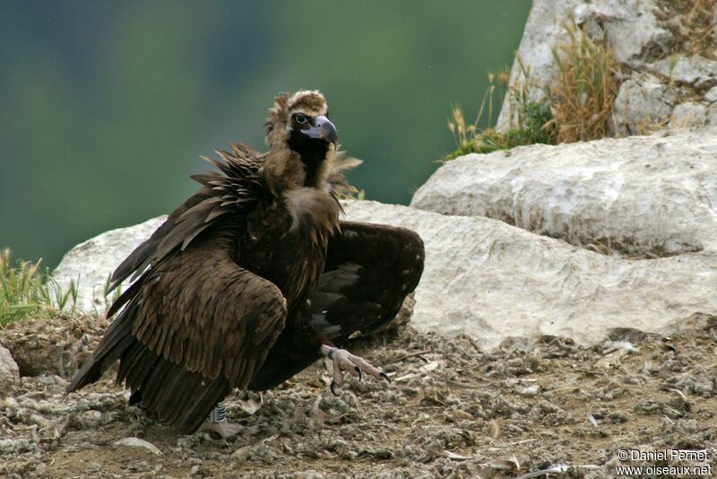 Vautour moineadulte, identification