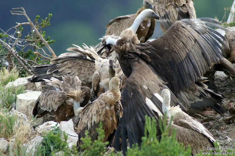 Cinereous Vultureadult, identification, Behaviour