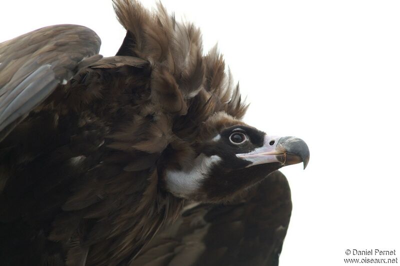 Cinereous Vulture female immature, identification