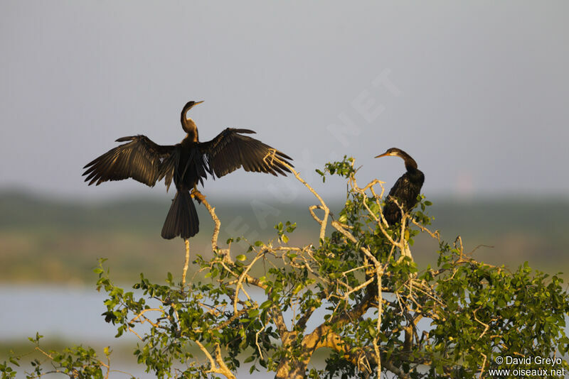 Anhinga roux