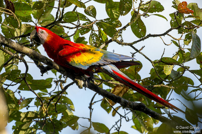 Scarlet Macaw