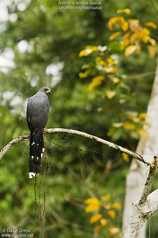 Long-tailed Hawk