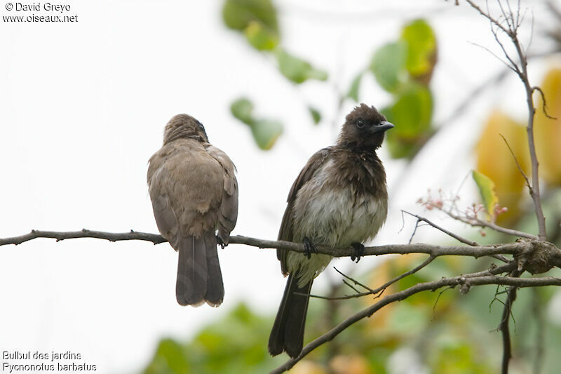 Common Bulbul