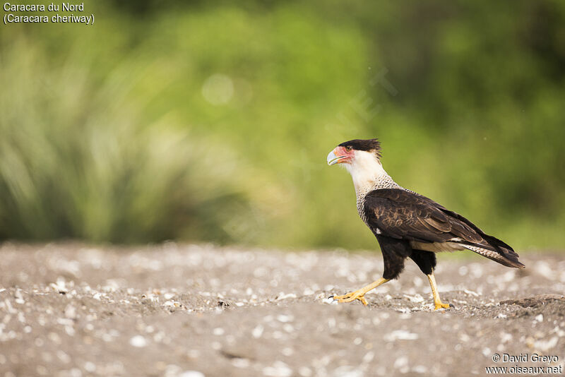 Caracara du Nord