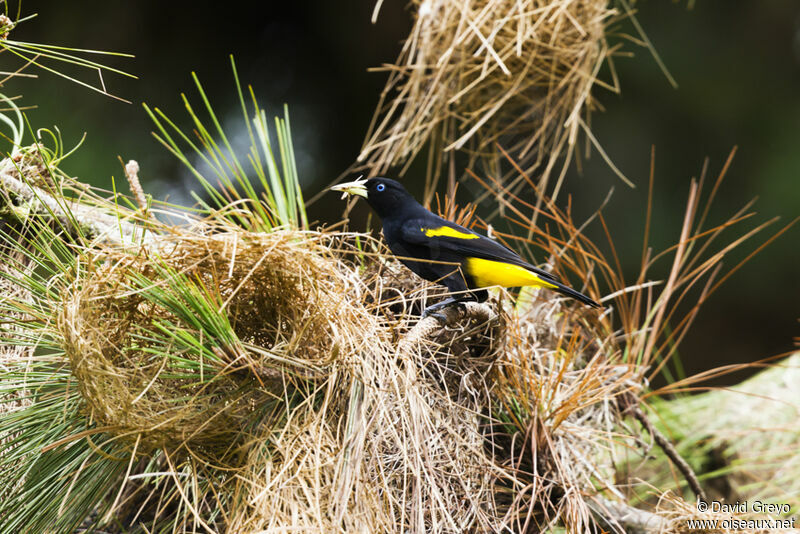 Yellow-rumped Cacique