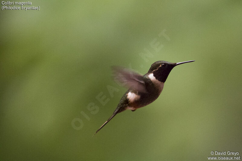 Magenta-throated Woodstar