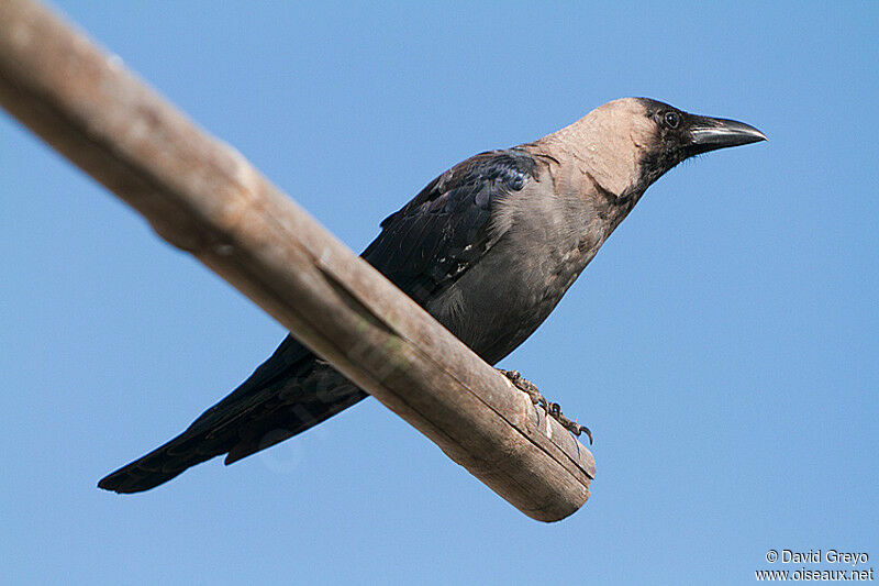 House Crow