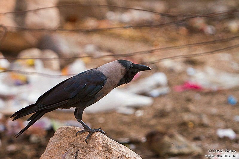 Corbeau familier