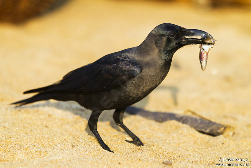 Corbeau familier