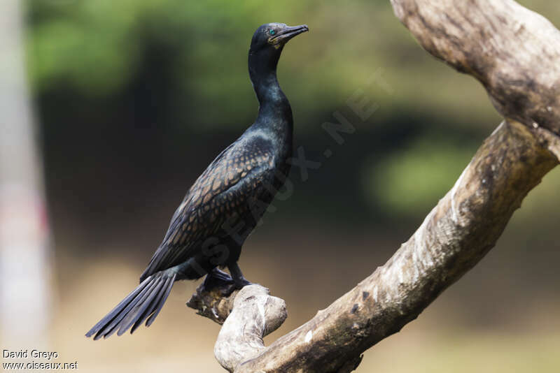 Indian Cormorantadult breeding, identification