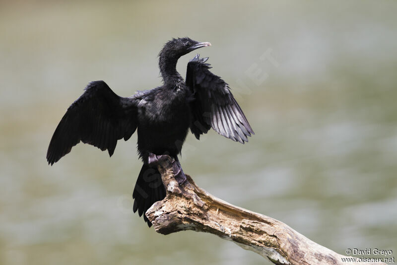 Little Cormorant