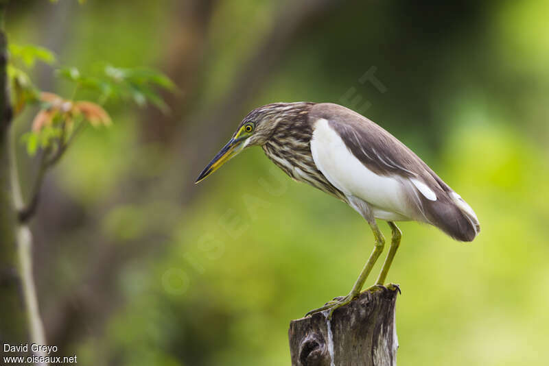 Indian Pond Heronadult post breeding, identification